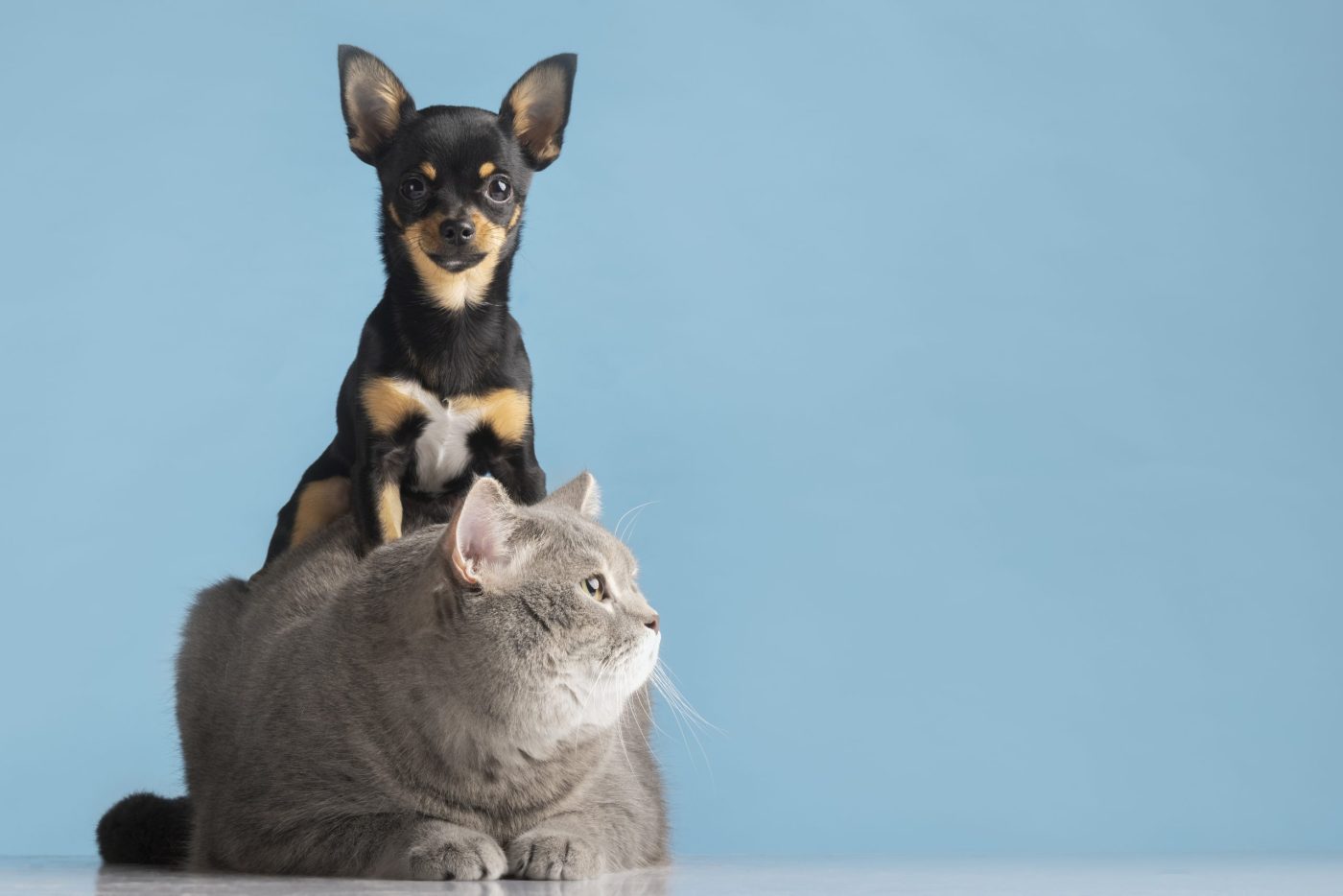 Cica és kutya - macska horoszkóp